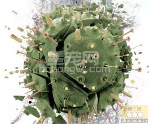 如何保持PRRS阴性？听专家分析我国蓝耳病防控误区