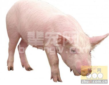 猪尿出现这十种情况，你可以这样处理！