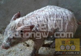 近期猪渗出性皮炎多发 如何诊治？