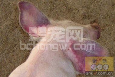 猪血样呈蓝耳病抗体阳性怎么办？