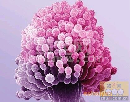 养猪生产应注重防控霉菌毒素