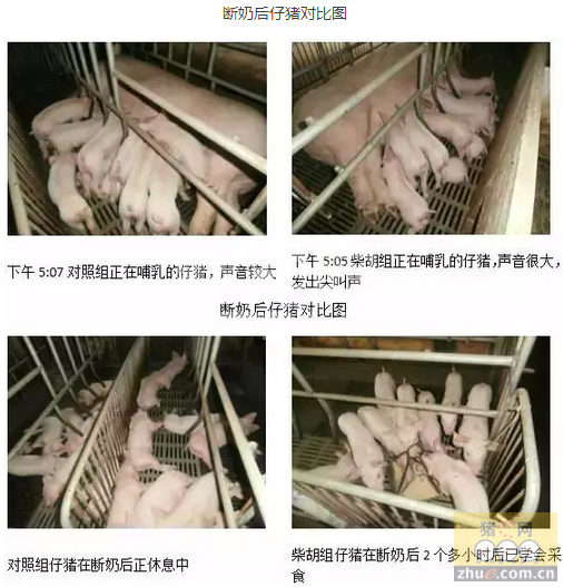 哺乳母猪热应激防控新方法