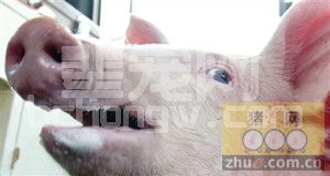 猪的泪斑泪痕知多少？