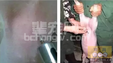 腹泻脱水的仔猪腹腔注射的药物配方