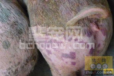 夏秋季节应防猪丹毒