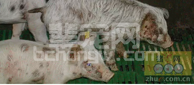 通过共享母乳降低仔猪渗出性表皮炎的发病率
