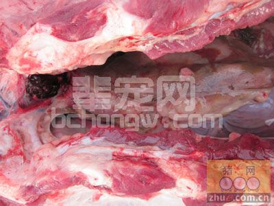 如何防治猪胃溃疡