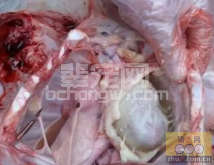 猪多发性浆膜炎与关节炎的防控策略