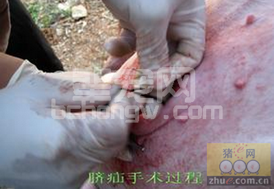 叠层闭合法手术治疗猪脐疝
