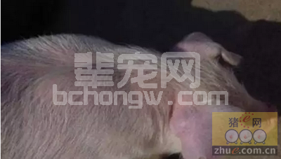 关于最近猪呼吸困难的又一病菌参与的剖析！