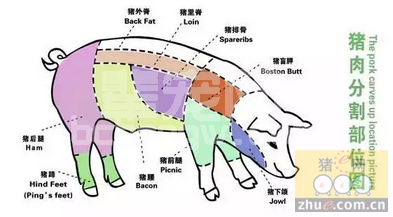 探讨生猪肠道健康与无抗生素问题 你怎么看？