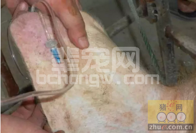 母猪分娩过程中输液要遵循的这些原则，你造么？