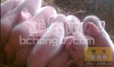综合高效救治新生假死仔猪的9个方法
