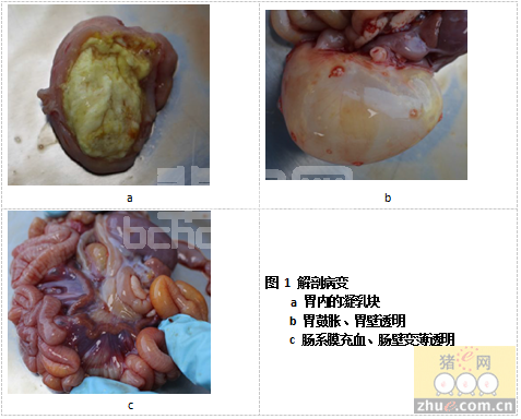规模化猪场哺乳仔猪病毒性腹泻的诊治与分析
