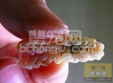 常见猪寄生虫病的危害与症状