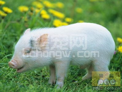 仔猪非传染性腹泻是啥原因？怎么治？
