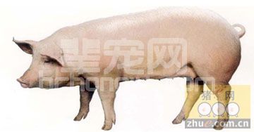 母猪患子宫炎不孕怎么办