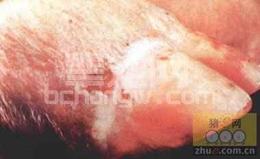 种猪裂蹄病的预防与治疗