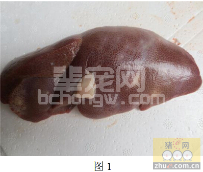 猪蛔虫病的危害不可忽视
