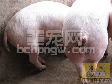 猪咬尾发生的原因和防止策略