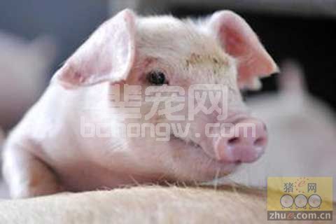 猪磨牙病原因及防治方法