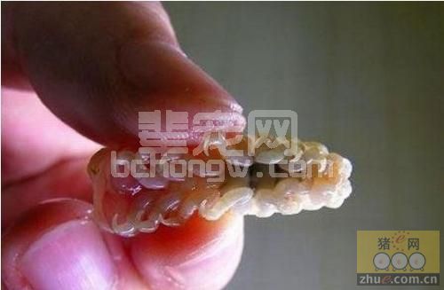 对于猪寄生虫你不知道的事