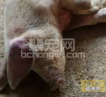 4个步骤一周搞定慢性猪瘟与副猪嗜血杆菌病混感