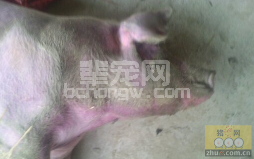 育肥猪急性死亡之常见病因分析