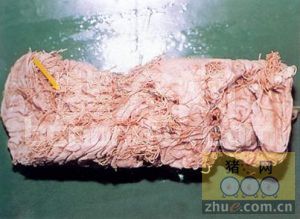 猪鞭虫病的症状及防治