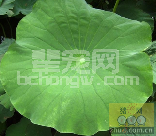 荷叶巧治家畜疾病