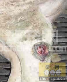 猪患蹄病的原因分析