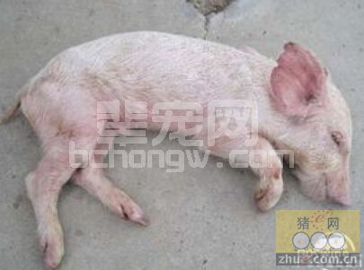 一列猪瘟、副猪、圆环病毒引起的混合感染呼吸道疾病的诊断及处理