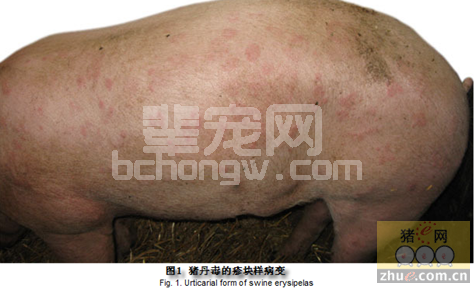 人为免疫失败引起猪丹毒爆发的案例分析