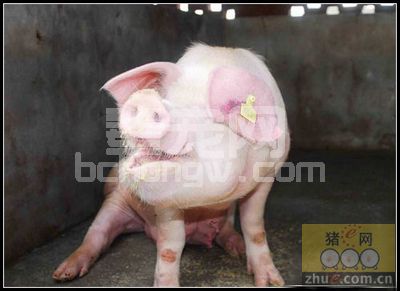 泰万菌素和金霉素可以改善猪的呼吸道疾病