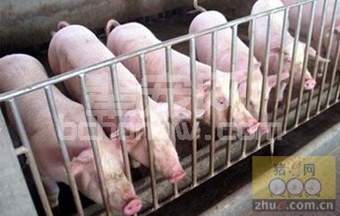 猪只无缘无故发烧不食 天气原因较多