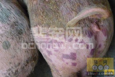 猪丹毒散发 夏季应激多需注意