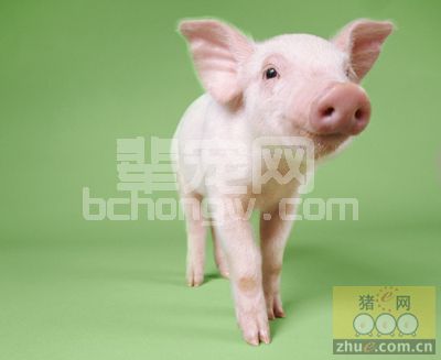 控制传染病的流行是养猪生产者关心的头等大事