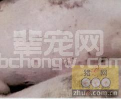 猪霉玉米中毒继发圆环病毒感染的防治措施