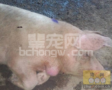 猪身上不同部位长包 脓包血水放出加抗生素