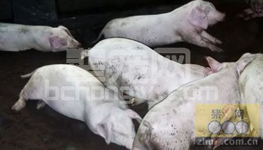 僵猪的形成原因及防治方法
