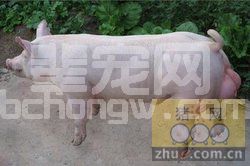 如何提前预防仔猪佝偻病