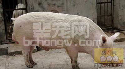 野生灰菜与猪光敏物质中毒