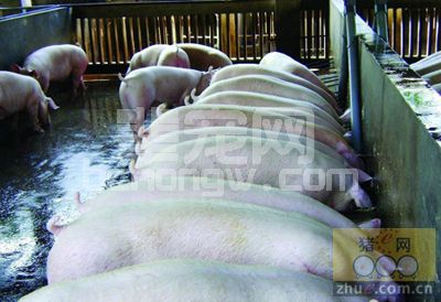桃叶煎水治猪虱