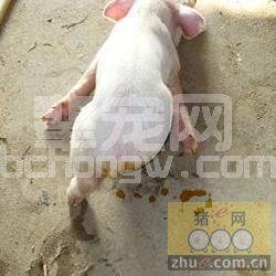 仔猪黄痢的综合保健防治
