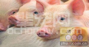 猪癫痫的原因及十大治疗措施