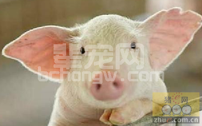 看眼色，知猪病
