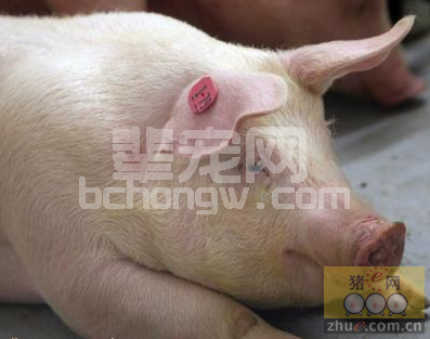 猪呼吸道疾病的防治措施