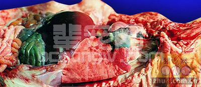 猪弓形虫病与相似病的区别