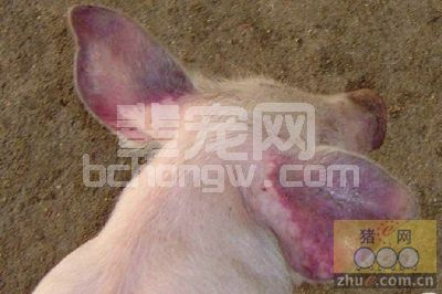 从“艾滋病”说到猪蓝耳病