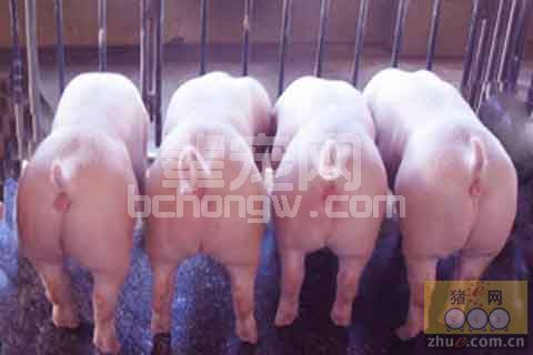 防治猪流行性腹泻和传染性胃肠炎